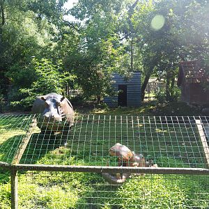 Empty exhibit - With plastic hippopotamus statues, 2019-08-04