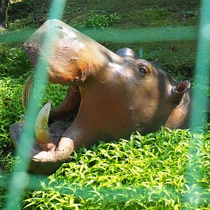 Plastic hippopotamus head in dried up moat of empty exhibit, 2019-08-04