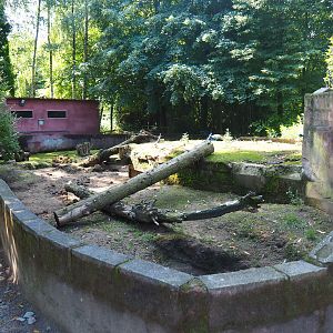 African crested porcupine exhibit, 2019-08-04