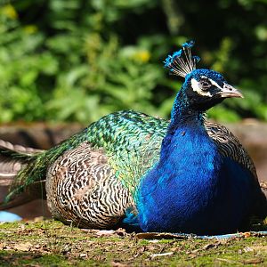 Free-ranging Blue peafowl (Pavo cristatus), 2019-08-04