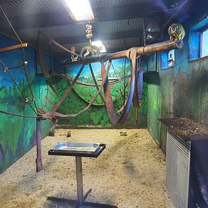 Common squirrel monkey indoor housing, 2019-08-04