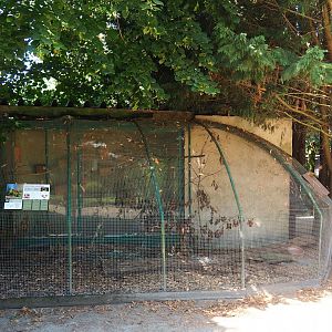 Black-cheeked lovebird aviary, 2019-08-04