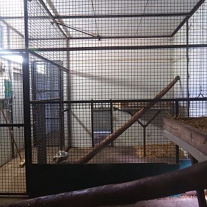 Clouded leopard indoor housing, 2019-08-04