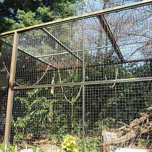 Clouded leopard exhibit, 2019-08-04