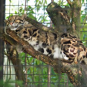Indochinese clouded leopard (Neofelis nebulosa nebulosa), 2019-08-04