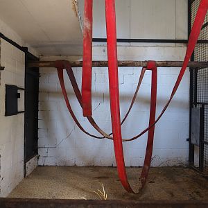 Mantled colobus indoor housing, 2019-08-04