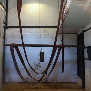 Mantled colobus indoor housing, 2019-08-04