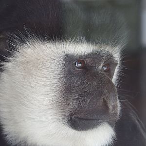 Mantled colobus (Colobus guereza), 2019-08-04
