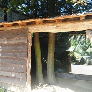 Mantled colobus viewing area, 2019-08-04