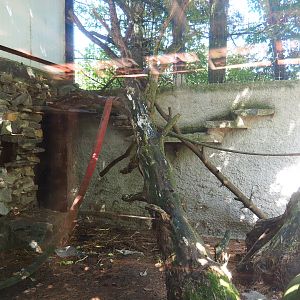 Mantled colobus exhibit, 2019-08-04