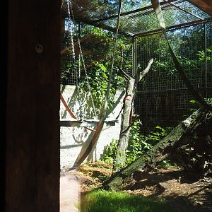 Mantled colobus exhibit, 2019-08-04