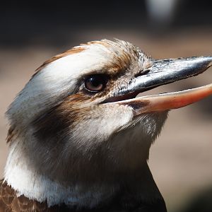 Laughing kookaburra (Dacelo novaeguineae), 2019-08-04