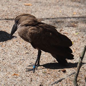 Hamerkop (Scopus umbretta), 2019-08-04