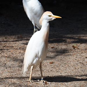 Western cattle egret (Bubulcus ibis ibis), 2019-08-04