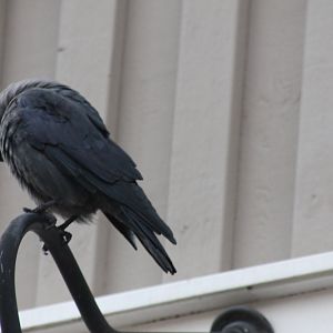 Jackdaw