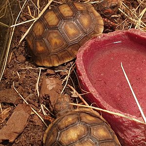 Baby Red-footed tortoises