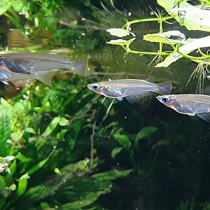 Javan ricefishes - Oryzias javanicus