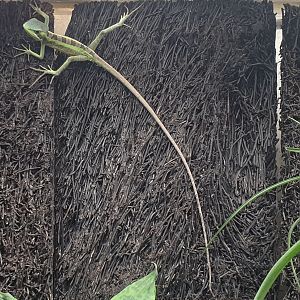 Eastern casquehead iguana