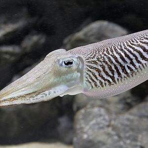 Cuttlefish in a hurry