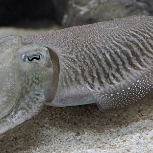 Cuttlefish close-up