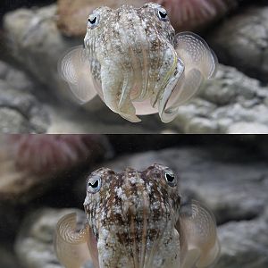 Cuttlefish head-on in different colours