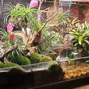 Enclosure Eastern casquehead iguana