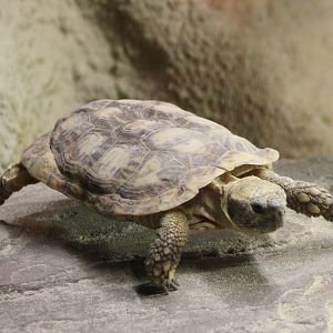 Pancake tortoise