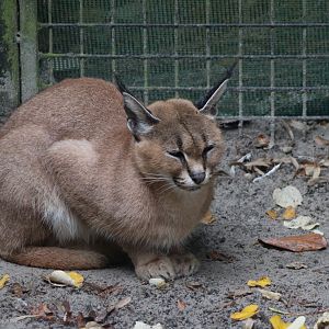Caracal