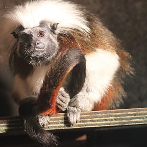 Cotton-top tamarin