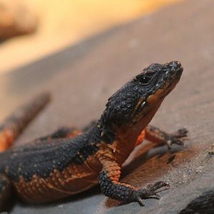 Gorongosa girdled lizard