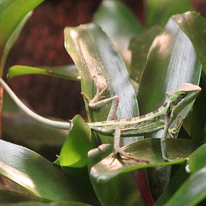 Eastern casquehead iguana