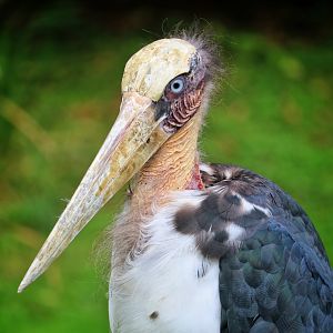 Lesser Adjutant Stork