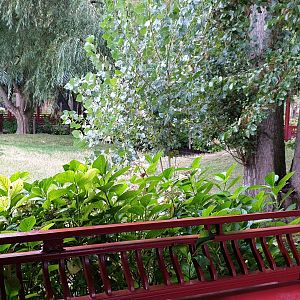 White-naped crane enclosure