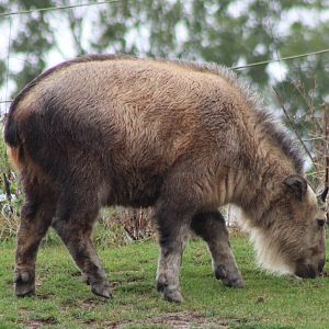 Juvenile Golden takin
