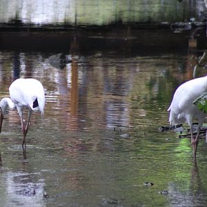 Siberian white cranes