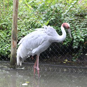 Sarus crane