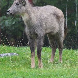 Central Chinese goral