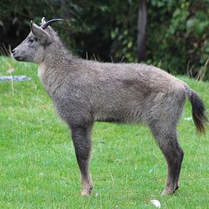 Central Chinese goral