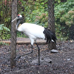 Red-crowned crane