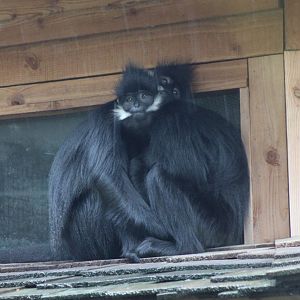 Francois langurs