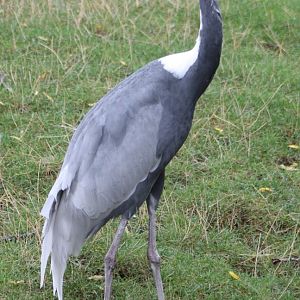 White-naped crane
