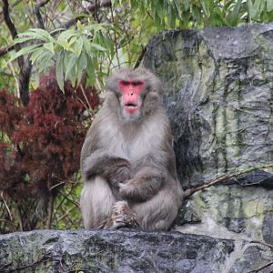 Japanese macaque