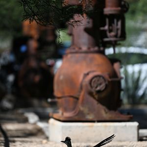 roadrunner at my condo complex