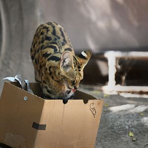female serval with box enrichment