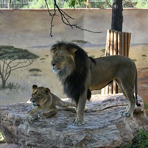 African lion pair