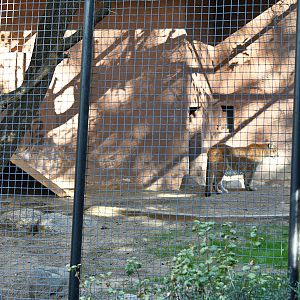 puma exhibit (one of two adjoining)