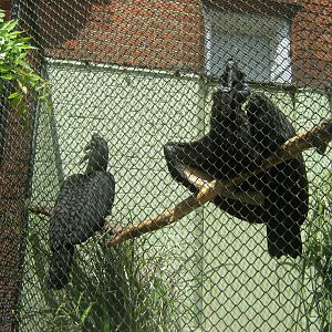 Abyssinian Ground Hornbills
