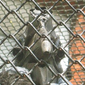 Abyssinian Ground Hornbill Close Up