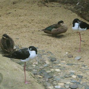 Black-Necked Stilts
