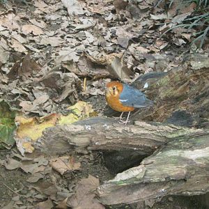 Orange-Headed Thrush